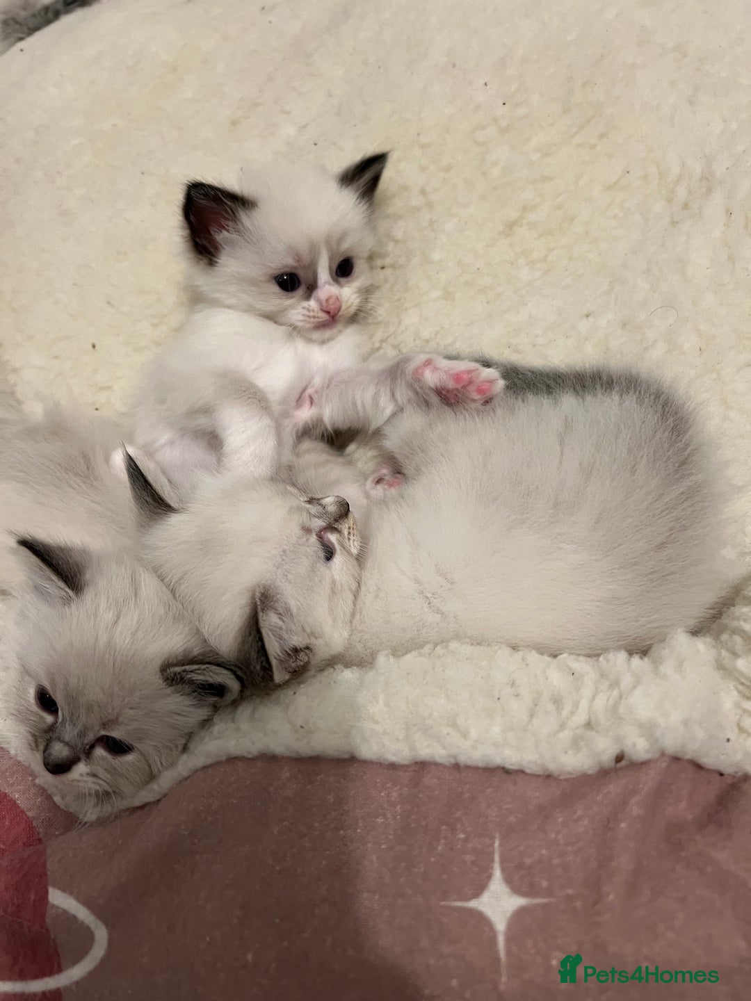 Ragdoll cats for sale: Ragdoll kittens  - Image 1
