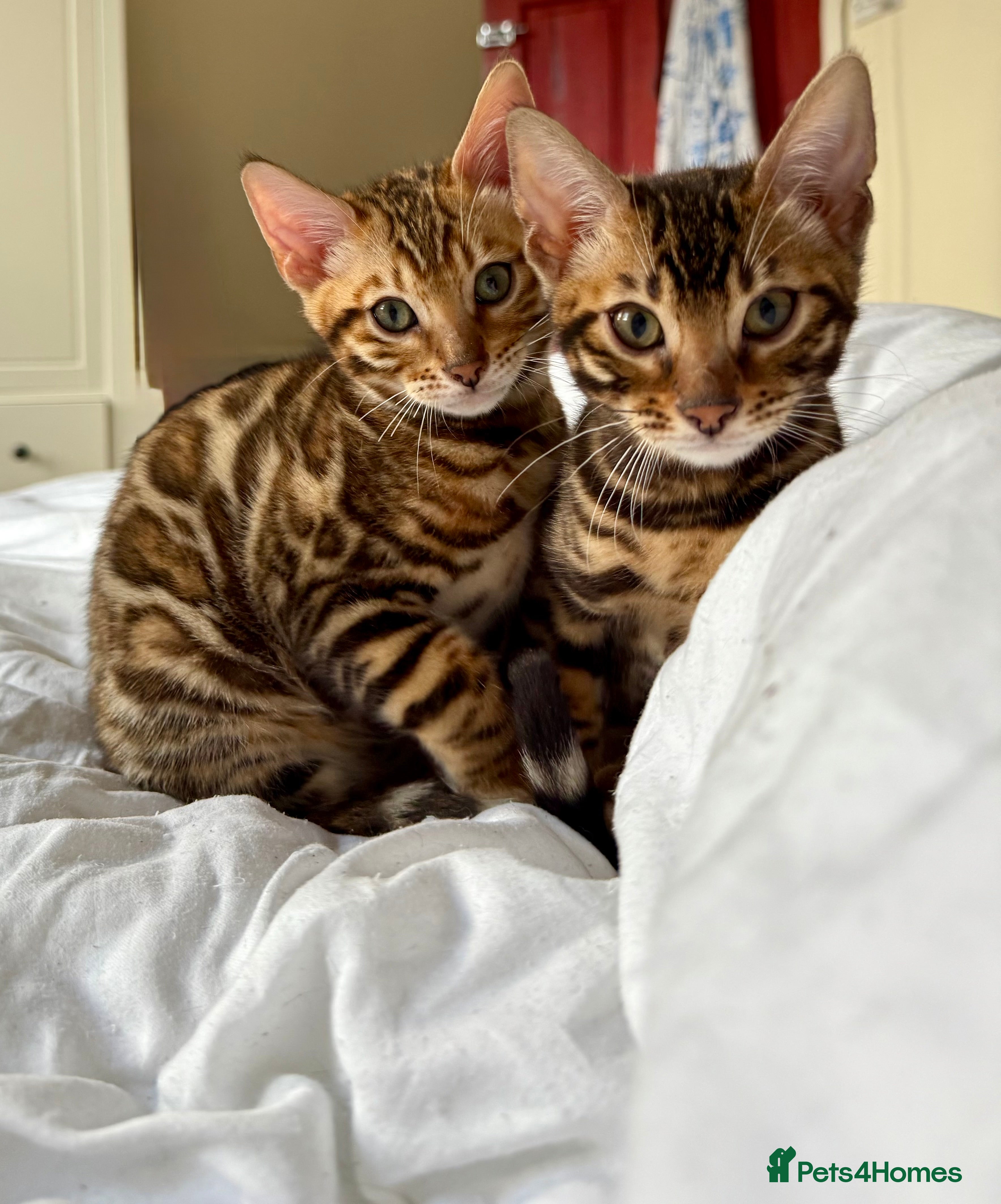 Bengal cats Bengal kittens  - Advert 4
