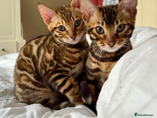 Bengal cats Bengal kittens - Advert 6
