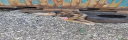 German Shepherd dogs for sale: german shepherd pups in Huntingdon - Advert 6