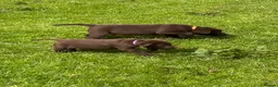 Labrador Retriever dogs for sale: Chocolate Labradors  - Advert 12