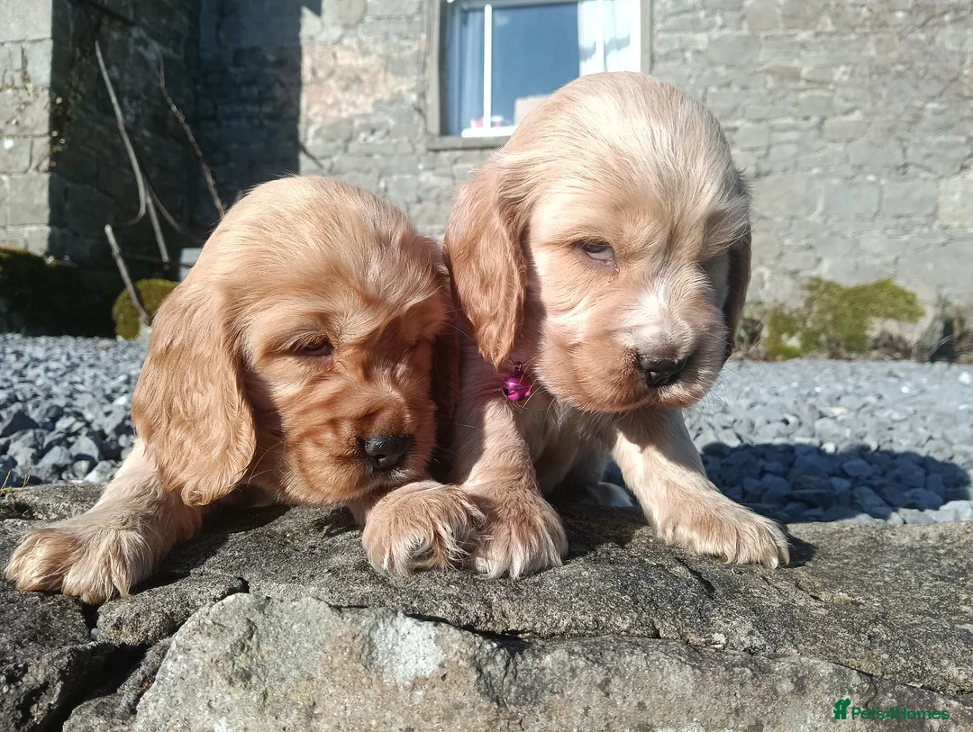 Cocker Spaniel dogs for sale: Quality Golden Show Type Cocker Spaniel puppies - Advert 10