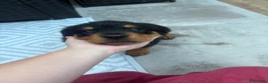 Rottweiler 1