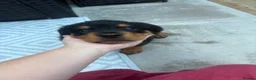 Rottweiler dogs for sale: Rottweiler puppies - Advert 11