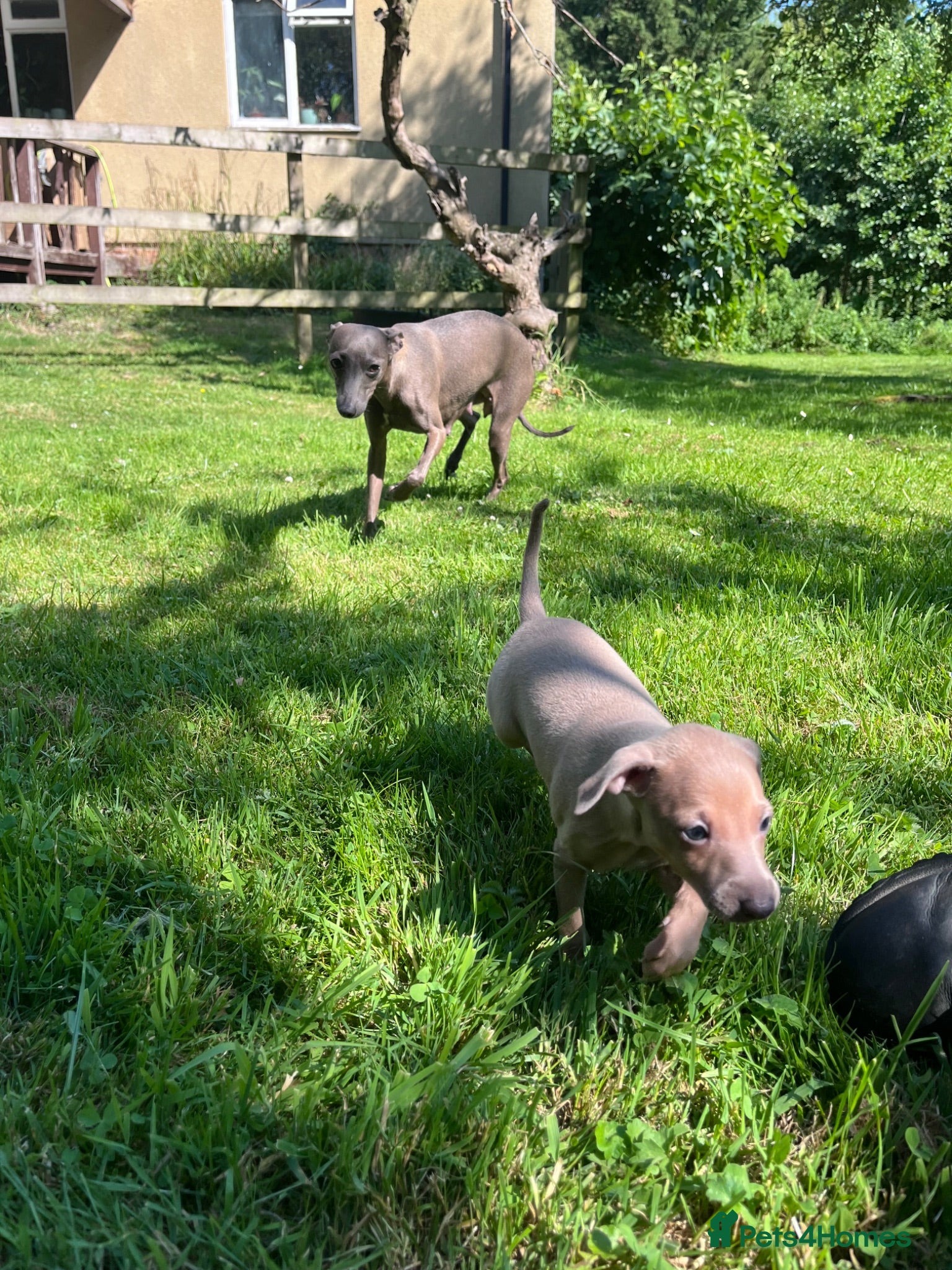 Italian Greyhound dogs Beautiful KC Italian Greyhound Puppies - Advert 2