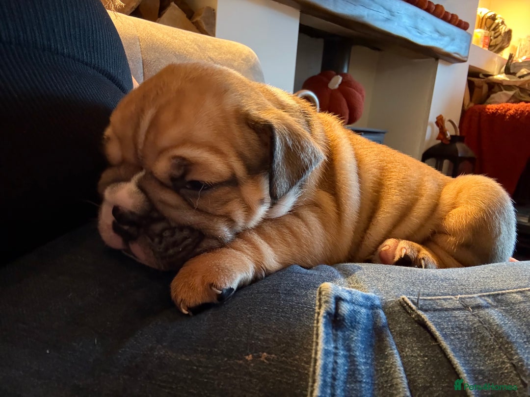 English Bulldog dogs for sale: Traditional English Bulldog Puppies  - Image 5