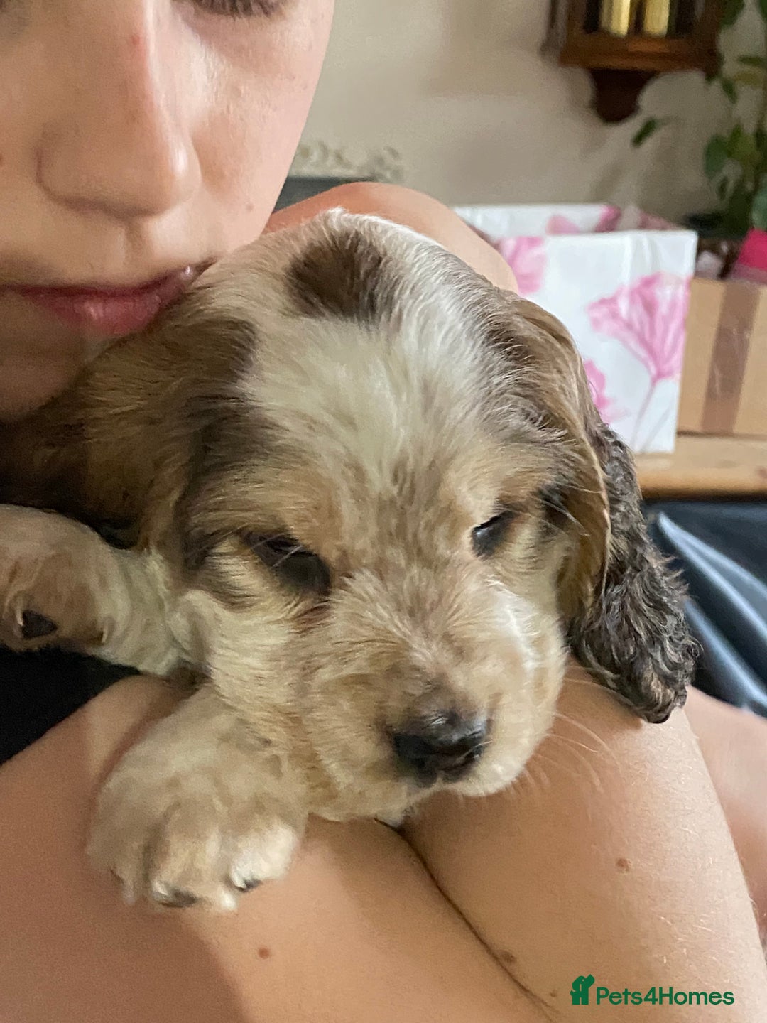 Cocker Spaniel dogs for sale: SHOW cocker spaniel puppies  - Image 16