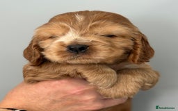 Cocker Spaniel dogs for sale: Show Type Cocker Spaniels - Image 9