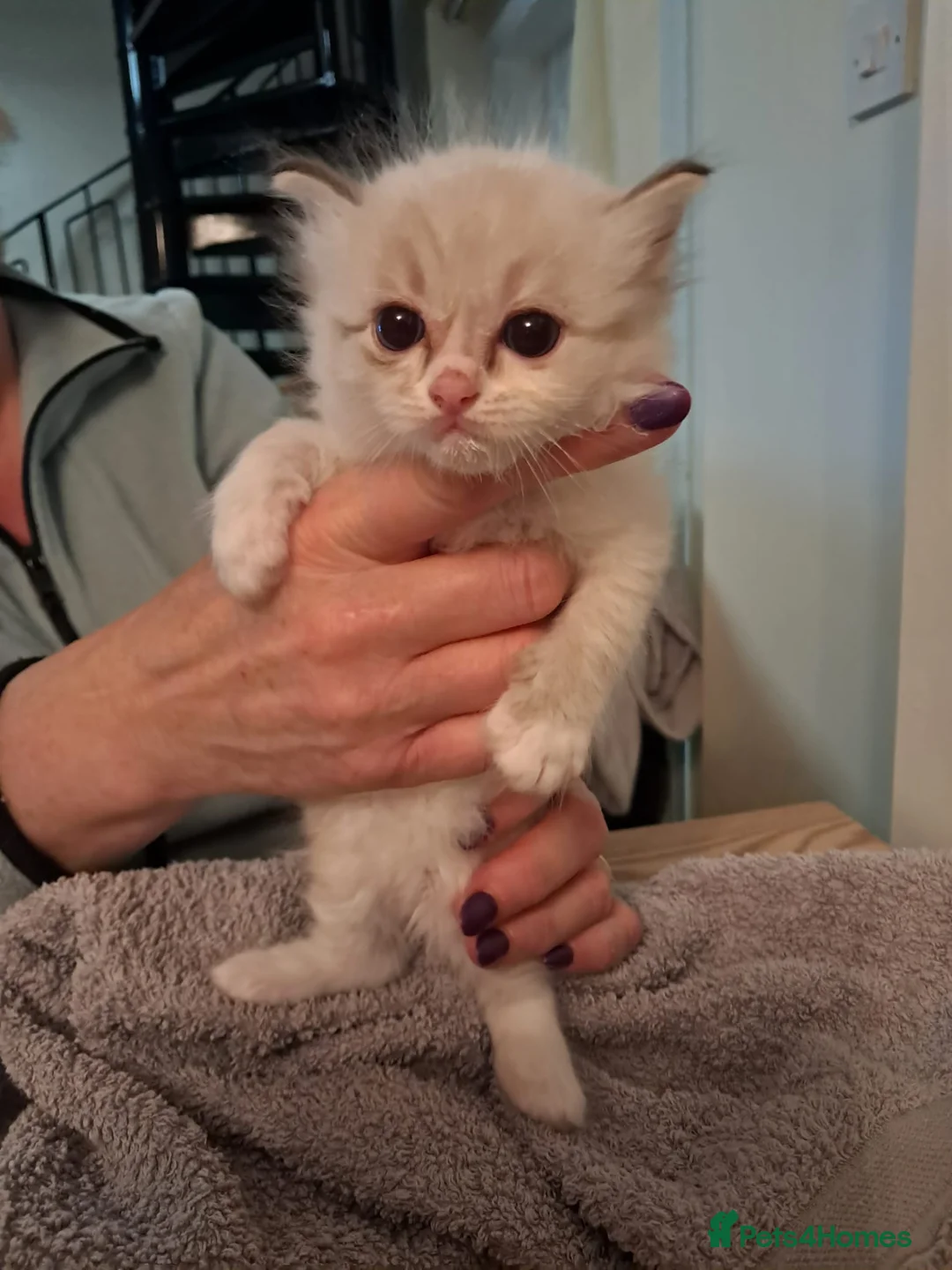 Ragdoll cats for sale: Adorable GCCF Ragdoll kittens - Advert 6