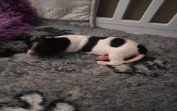 Mixed Breed dogs for sale: Gorgeous pups 🤩 ( cocker Bassett x Shichon ) - Image 11