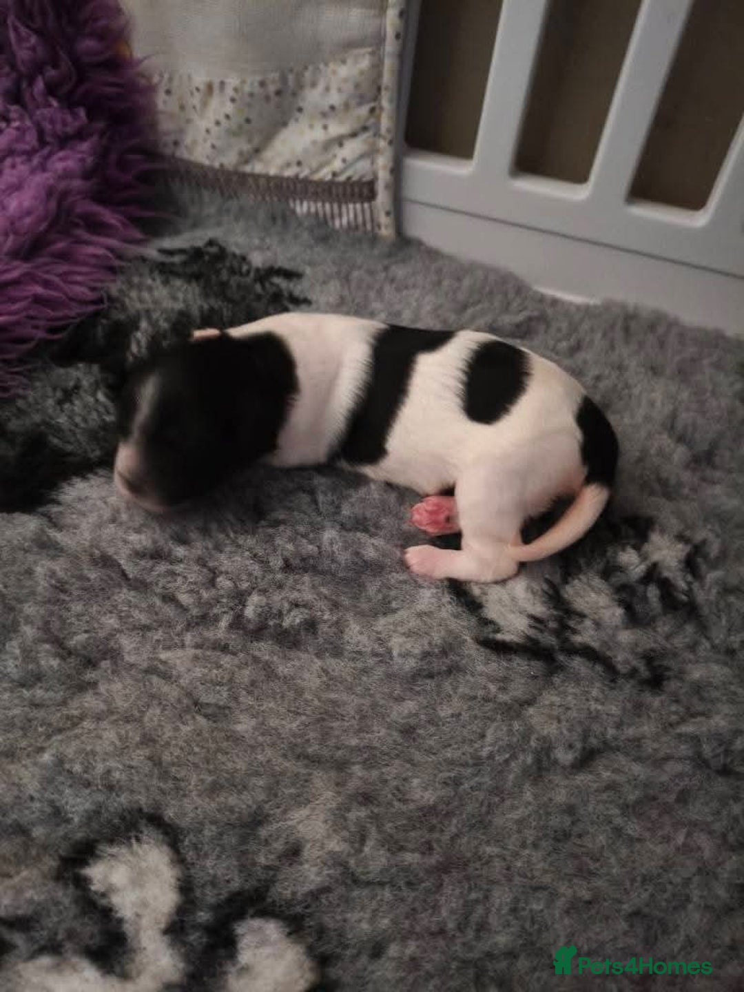 Mixed Breed dogs for sale: Gorgeous pups 🤩 ( cocker Bassett x Shichon ) - Image 11