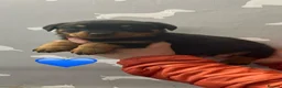 Rottweiler dogs for sale: Kc registered Rottweiler puppies - Advert 3