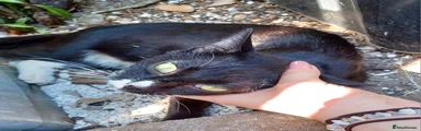 Domestic Shorthair 1