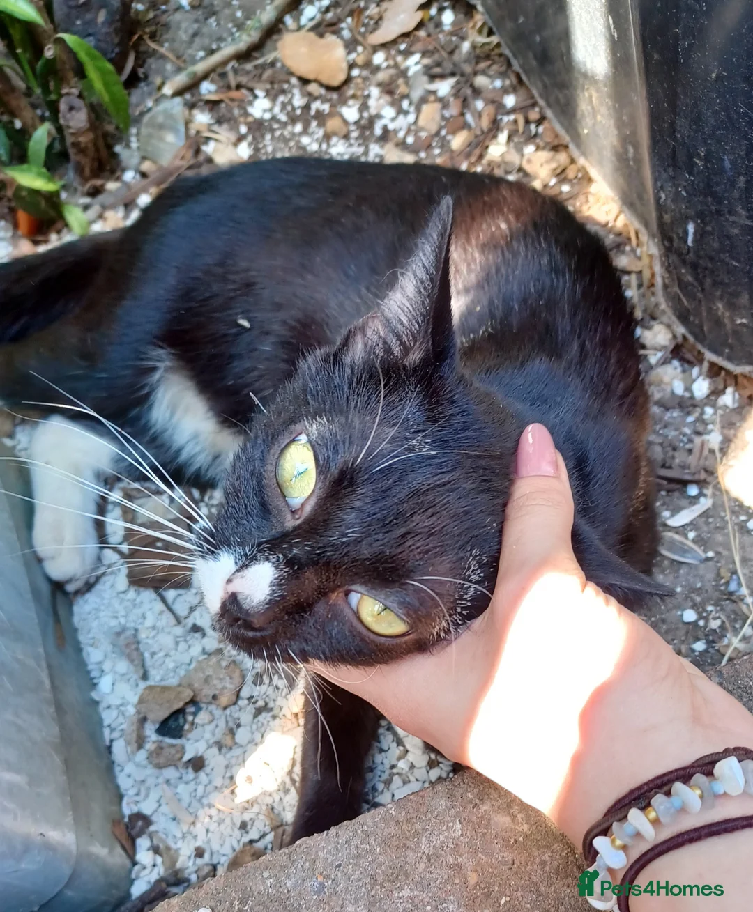 Domestic Shorthair cats for sale: Domestic shorthair tuxedo cat in Northampton - Advert 2
