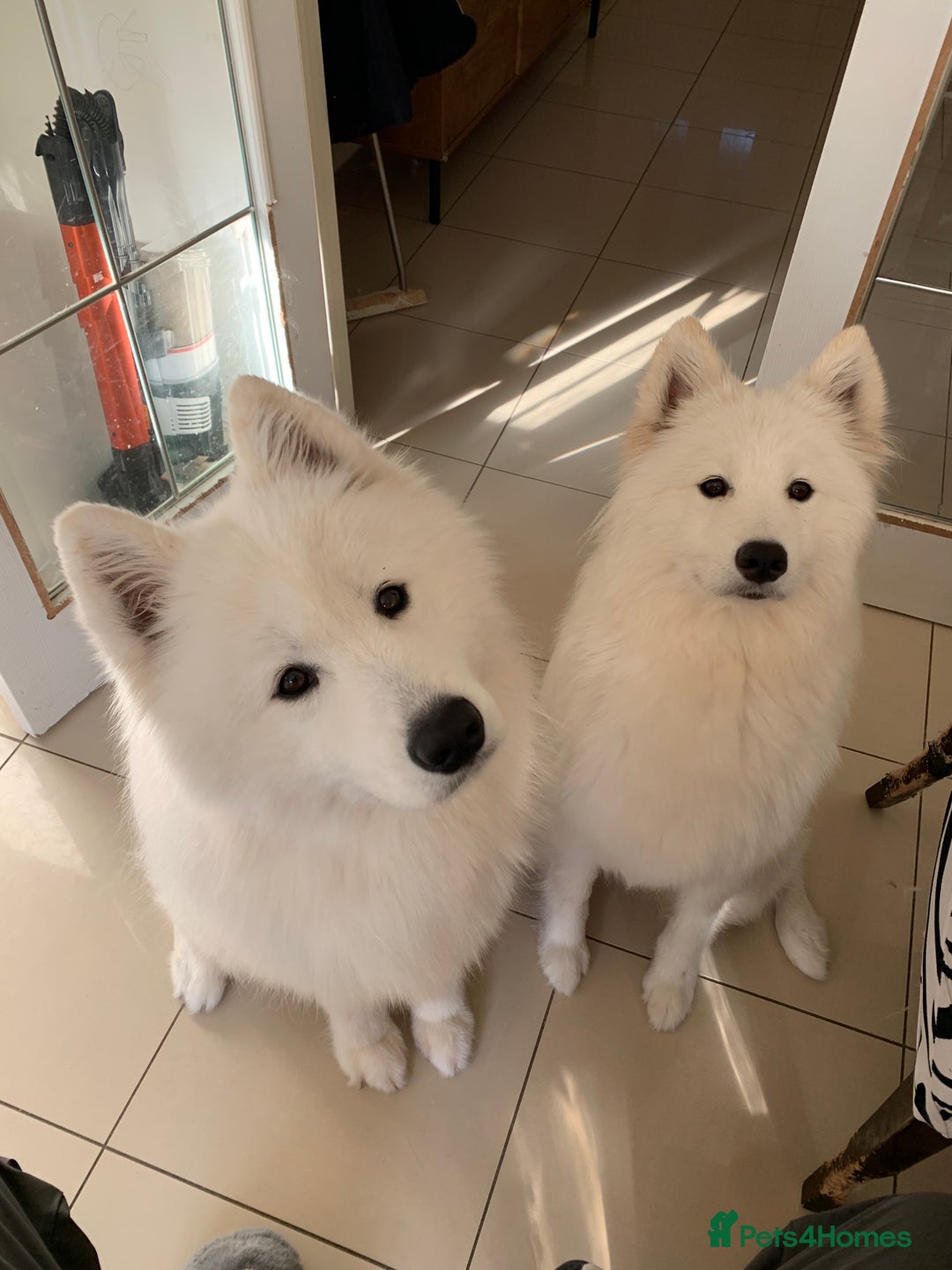 Samoyed dogs for sale: Samoyed puppies  - Image 17