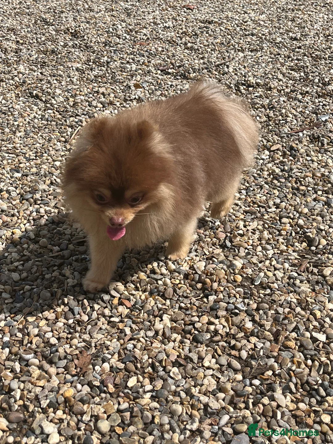 Pomeranian dogs for stud: STUD - TINY Russian & Taiwanese CHIAO LI YA  in Romford - Advert 10