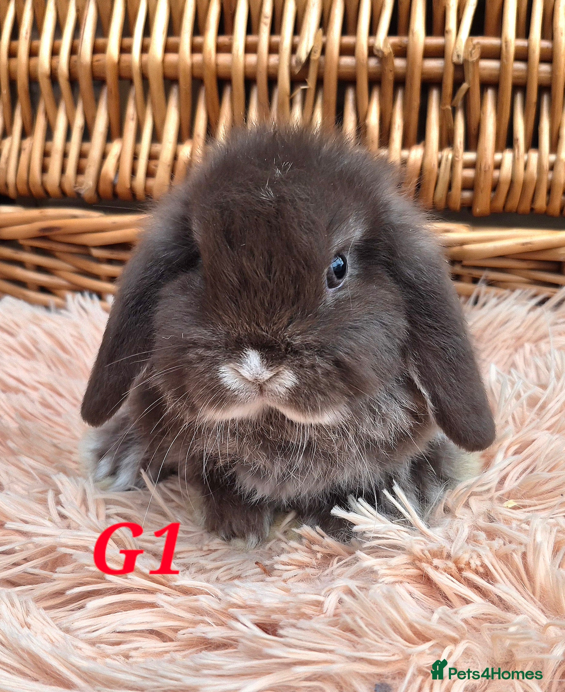 Mini Lop rabbits Friendly mini lop babies ready now - Advert 4