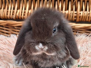 Mini Lop rabbits Friendly mini lop babies ready now - Advert 4