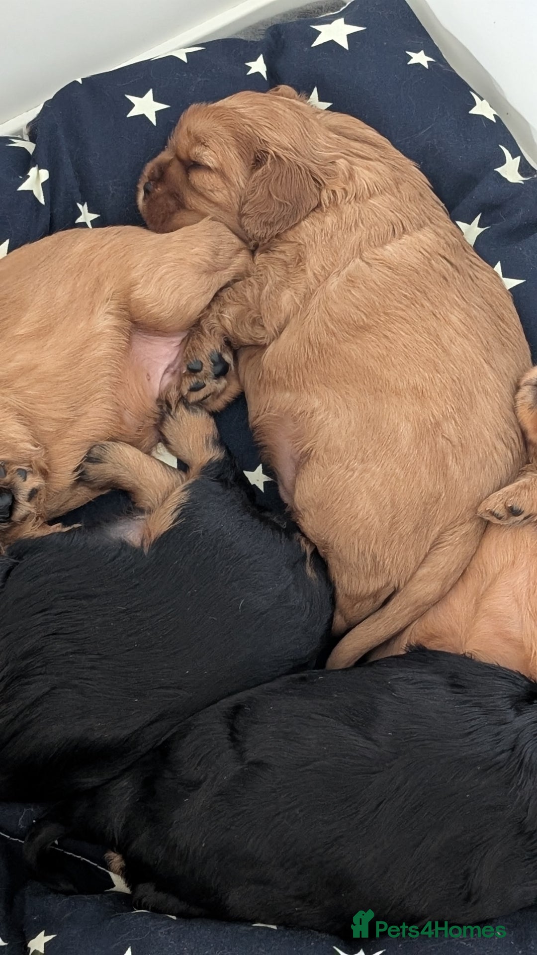 Cavalier King Charles Spaniel dogs for sale: Cavalier King Charles Spaniels beautiful pups - Image 3