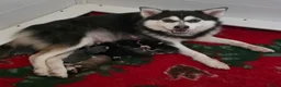 Pomsky dogs for sale: F3 Pomsky Puppies - Ready Soon - Advert 2