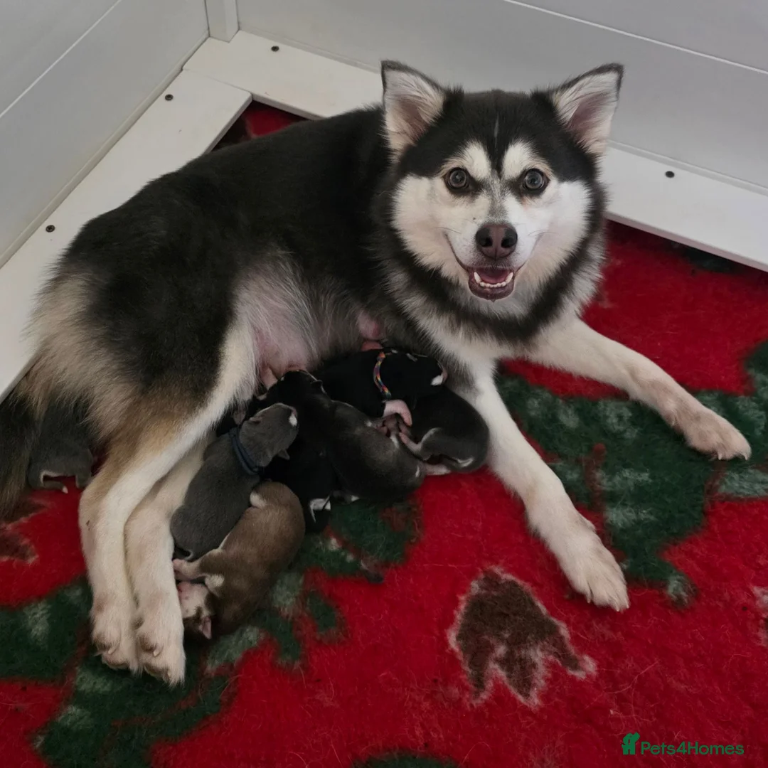 Pomsky dogs for sale: F3 Pomsky Puppies - Ready Soon - Advert 2