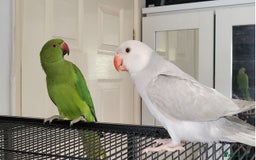 Ringnecks birds for sale: Ringnecks x2 Female's + Large cage - Image 1