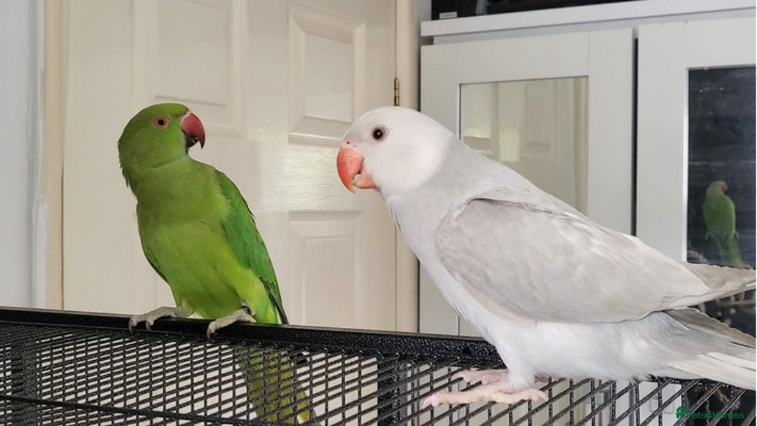 Ringnecks birds for sale: Ringnecks x2 Female's + Large cage - Image 1