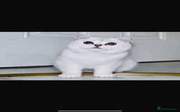British Shorthair cats for sale: TICA REGISTERED CHAMPION LINES HUGE KITTEN 4 SALE! - Image 18