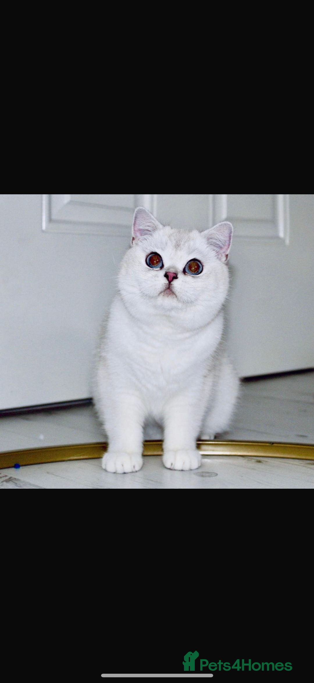 British Shorthair cats for sale: TICA REGISTERED CHAMPION LINES HUGE KITTEN 4 SALE! - Image 18