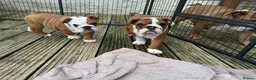 English Bulldog dogs for sale: Beautifully bred English bulldogs  - Advert 10