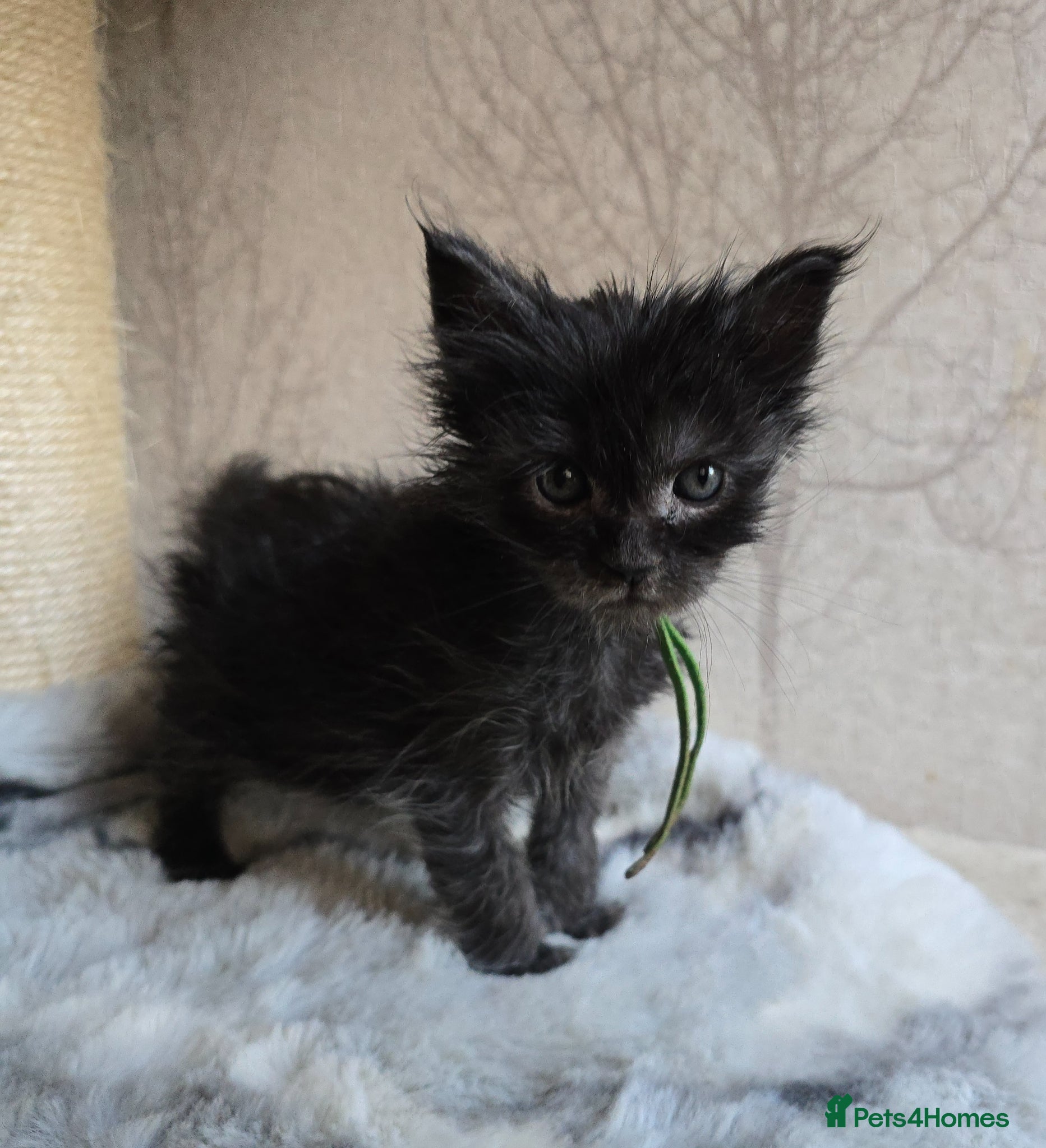 Maine Coon cats Stunning Black Smoke Boy - Advert 5