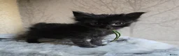 Maine Coon cats for sale: Stunning Black Smoke Boy - Advert 1