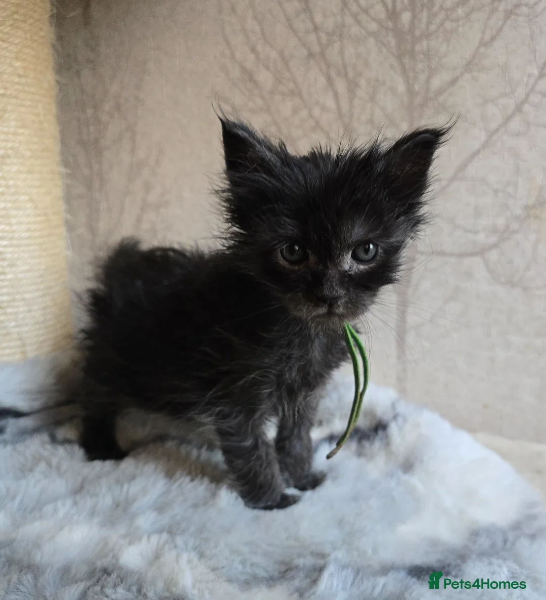 Maine Coon cats for sale: Stunning Black Smoke Boy - Advert 1