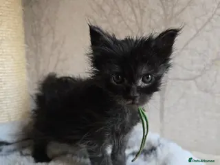 Maine Coon cats Stunning Black Smoke Boy - Advert 6