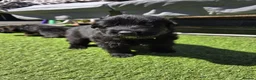 German Shepherd dogs for sale: This is a presale post for now  - Advert 10