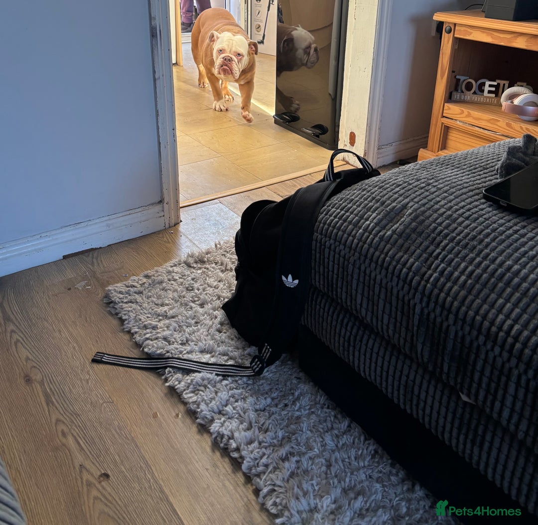 English Bulldog dogs for sale: English bulldog  - Advert 2