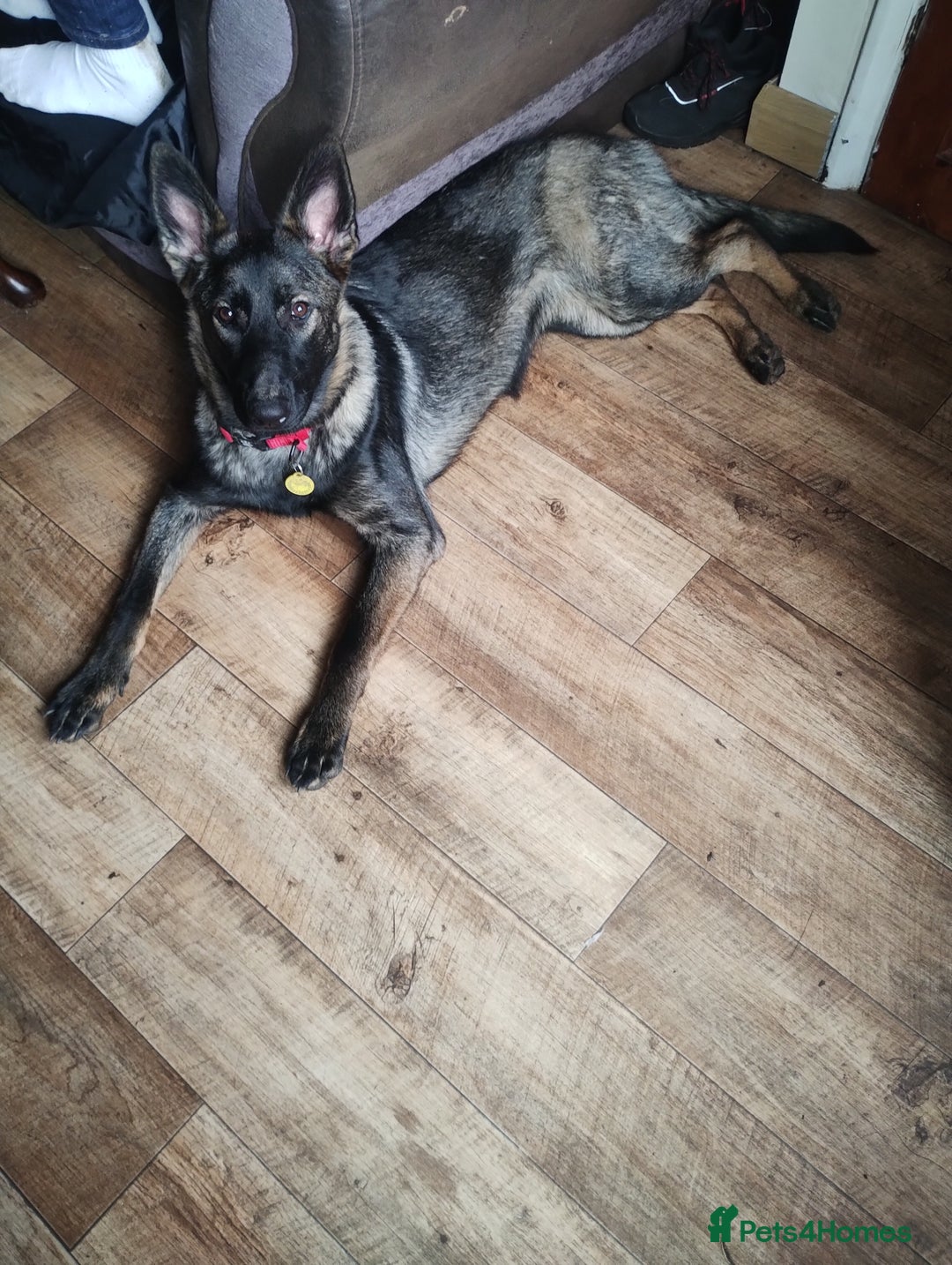 German Shepherd dogs for sale: German Shepherd Looking for a Loving Home - Advert 6