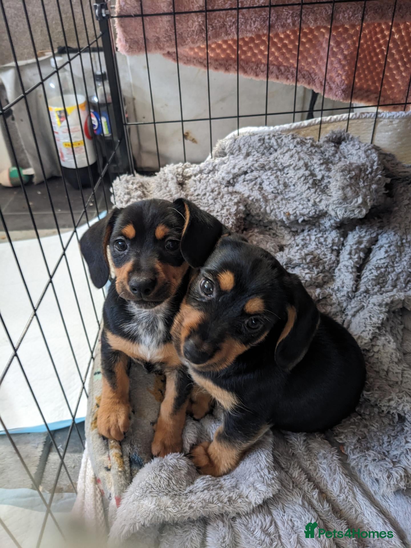 Jackshund dogs for sale: Jackshund puppies ready to go - Advert 2