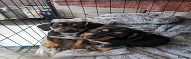 Jackshund 1