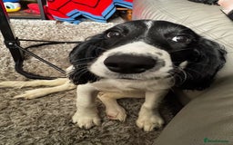 English Springer Spaniel dogs for sale: Springer spaniel girl  - Image 3