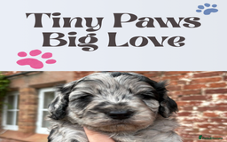 Cavapoo dogs for sale: 🌟HEALTH TESTED F1B CAVAPOO MERLE STUNNING PUPPIES - Image 8