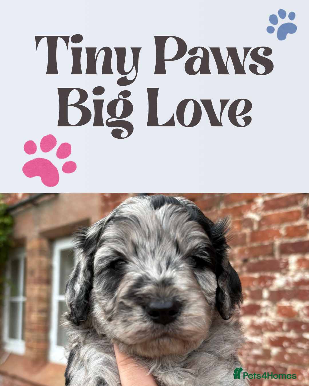 Cavapoo dogs for sale: 🌟HEALTH TESTED F1B CAVAPOO MERLE STUNNING PUPPIES - Image 8
