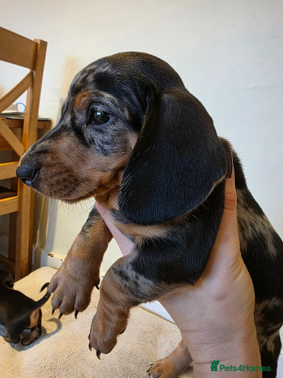 Dachshund dogs for sale: KC Standard Dachshund Puppies - Advert 15