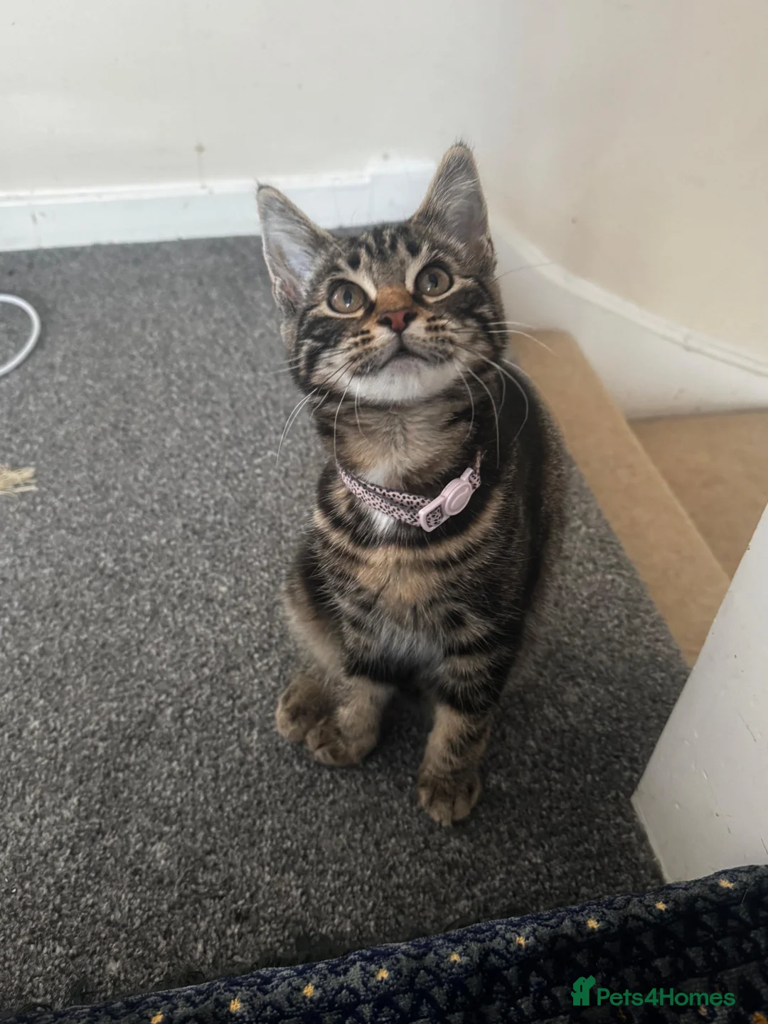 European cats for sale: Kittens  in Woking - Advert 1