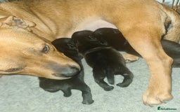 Staffordshire Bull Terrier dogs for sale: Adorable champion bred black staffys puppy's  - Image 10