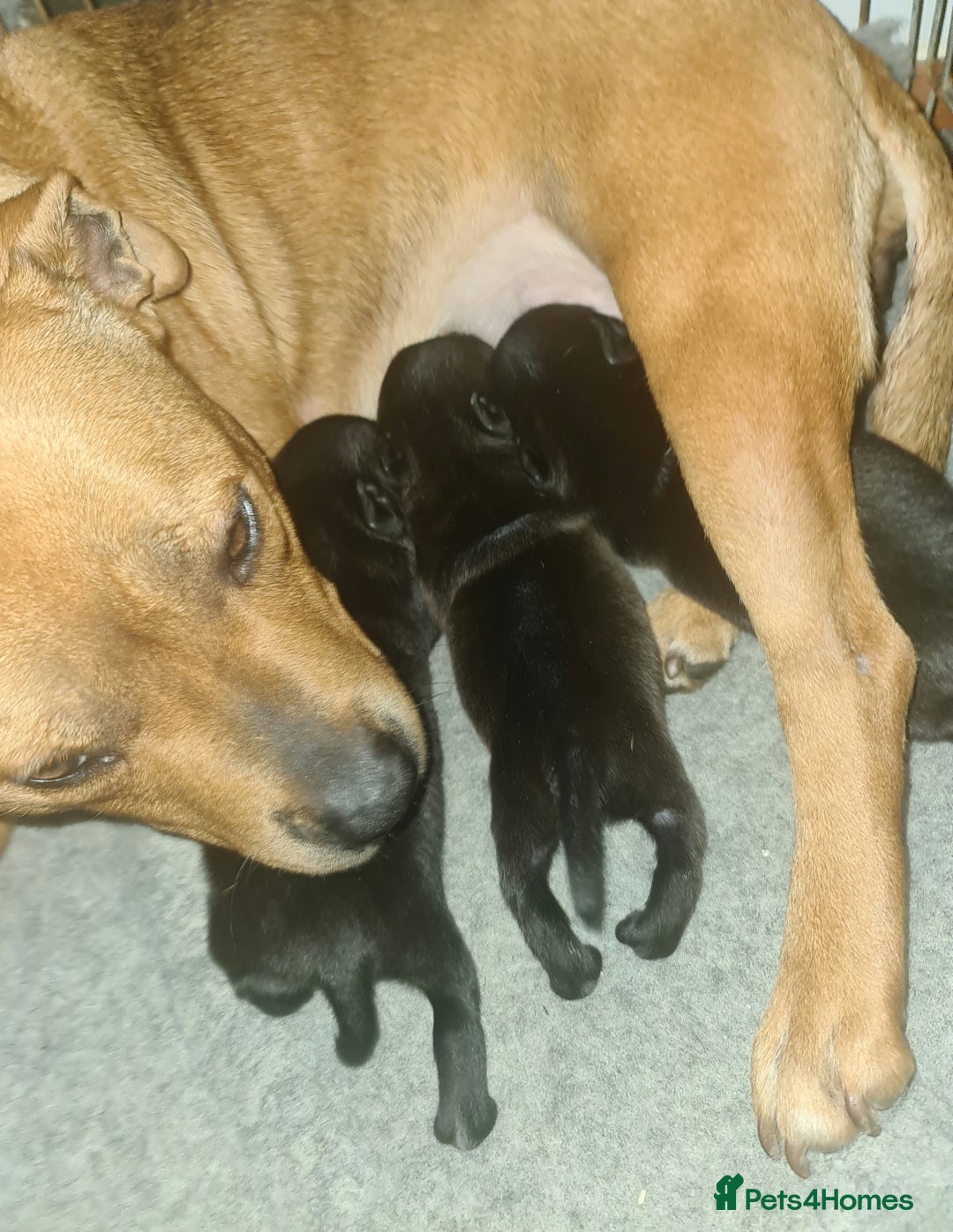 Staffordshire Bull Terrier dogs for sale: Adorable champion bred black staffys puppy's  - Image 10