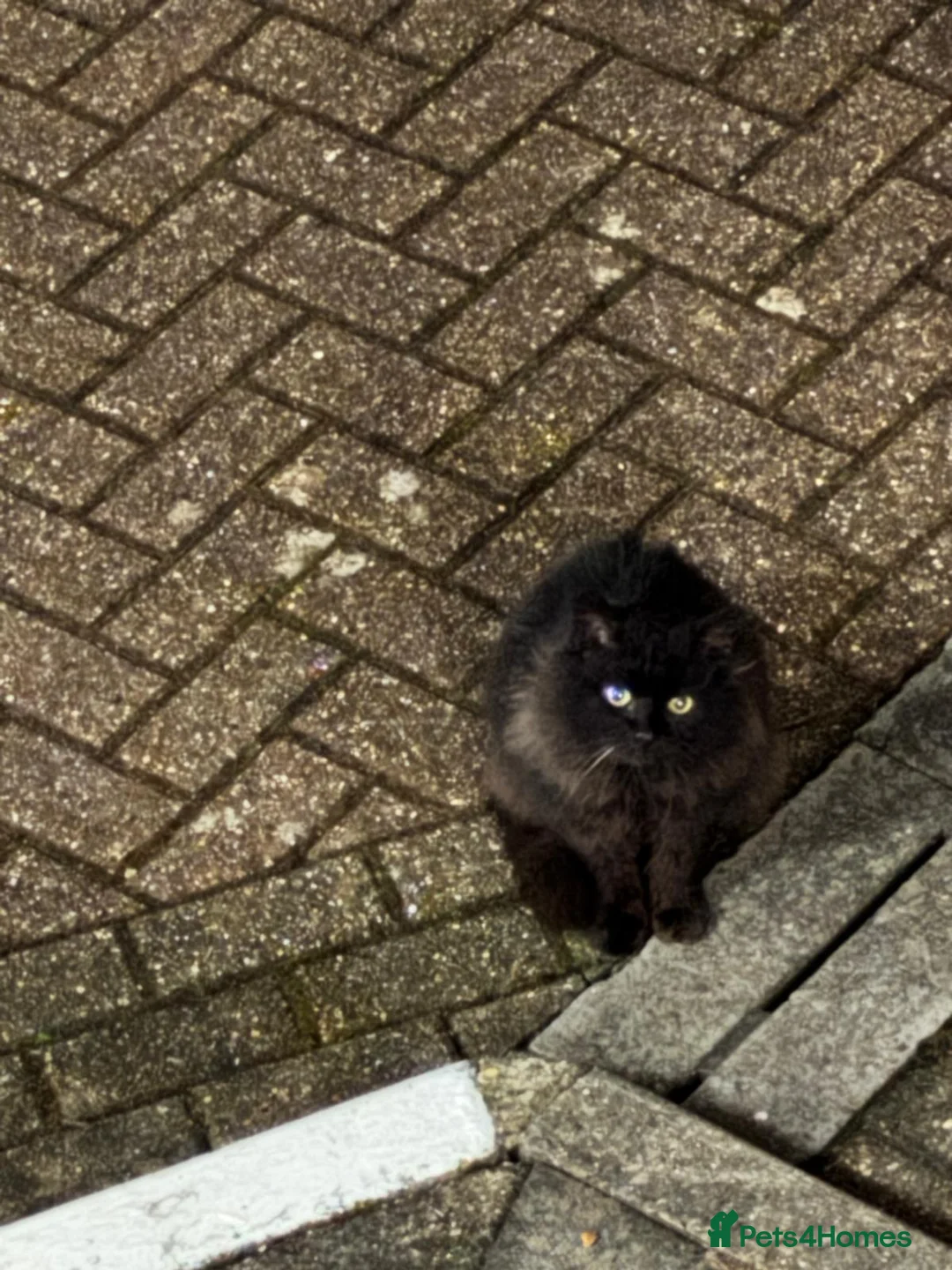 Mixed Breed cats for sale: Two female kittens ready to go now in Bury Saint Edmunds - Advert 6