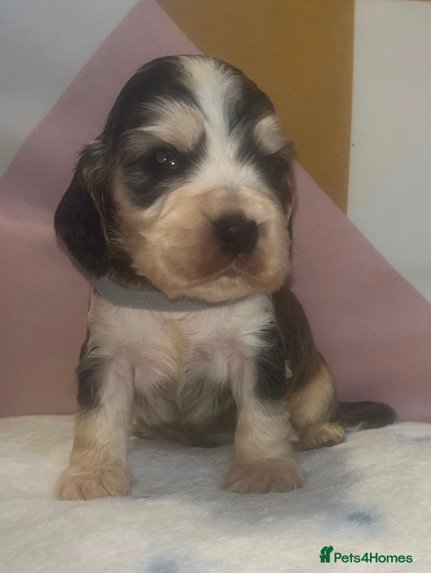 Cocker Spaniel dogs 🐾BEAUTIFUL KC REGISTERED SHOW COCKERS🐾 - Advert 1