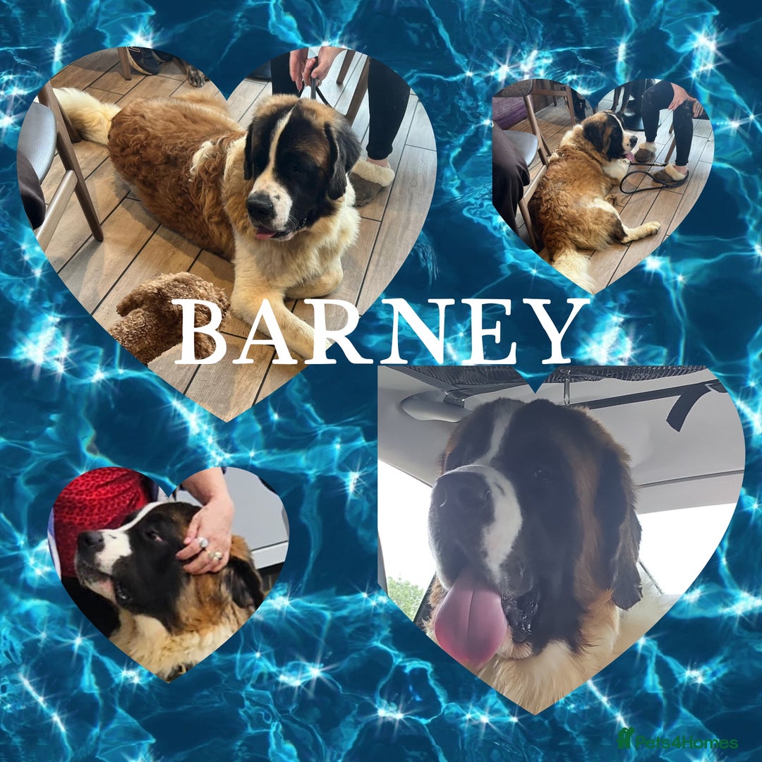 Saint Bernard dogs for stud: Kc reg Saint bernard for stud  in Bedford - Image 5