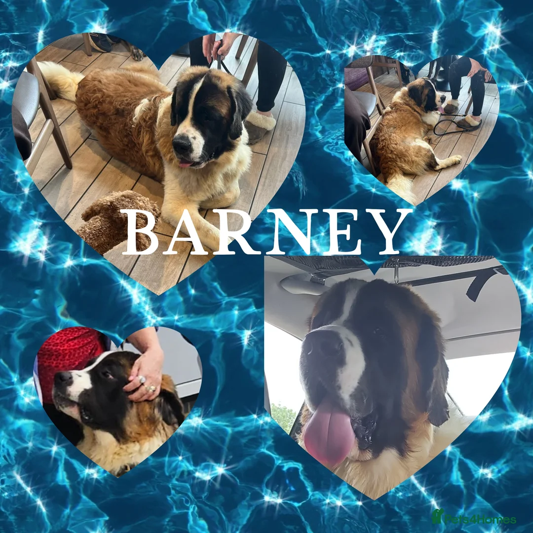 Saint Bernard dogs for stud: Kc reg PROVEN Saint bernards for stud  - Advert 2